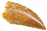 Serrated Raptor Tooth - Real Dinosaur Tooth #364696-1